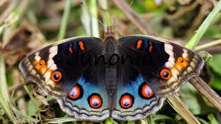 How to Pronounce Junonia [upl. by Miner498]