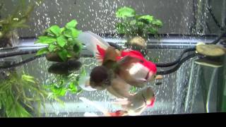 Goldfish Care Filtration Basics Part 1 [upl. by Ahtnammas]