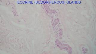 ECCRINE SUDORIFEROUS GLANDS [upl. by Khalid]