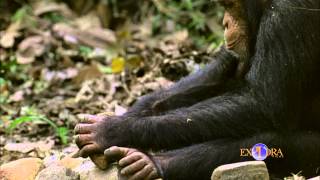 Chimpanzees Greet and Show Respect [upl. by Cristian]