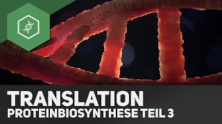 Die Translation  Proteinbiosynthese Teil 3 [upl. by Katherin]