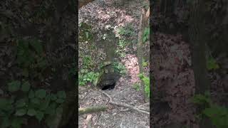 Sinkhole In Forest Floor [upl. by Nerrej]