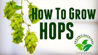 How to Grow Hops in Containers at Home for Beer Brewing  Backyard Growing Hops Guide [upl. by Drusy]