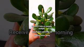 crassula care indoorplants plant garden houseplants crassula gardening trending viral [upl. by Airelav]