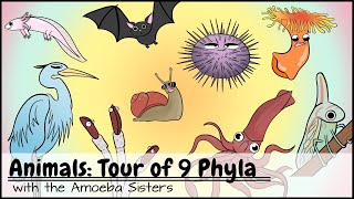 Animals Tour of 9 Phyla [upl. by Sadoff]