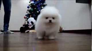 White puppy Pomeranian wwwelitdogcom Белый щенок померанского шпица [upl. by Theresa852]