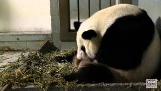 Giant Panda Twins Birth [upl. by Lorrimer]