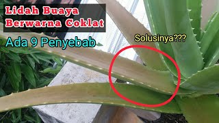 PENYEBAB DAN SOLUSI LIDAH BUAYA MENJADI COKLAT l Budidaya Lidah Buaya di rumah lidahbuaya aloevera [upl. by Adlare]