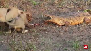 Lions fighting crocodiles [upl. by Polinski]