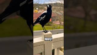 Meet Henry Magpie Sounds Song and Bird Strut bird tricks magpie [upl. by Aufmann]