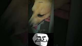 SÓ VAI CURTIR QUEM ADOTARIA ELE  😭😭 familia pets emocionante youtubeshorts shorts [upl. by Atneuqal]