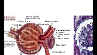 Malaria amp Antimalarial drugs By ASM Minds Team [upl. by Ecnerwal]