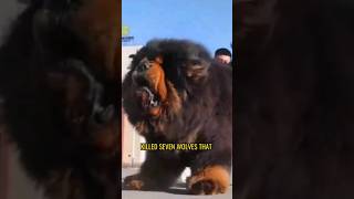 This Dog Can Kill A Wolf Interesting facts that most dont know 1 minute animals shorts [upl. by Charil]