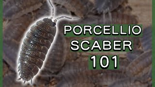 How to care for Porcellio scaber [upl. by Nace]