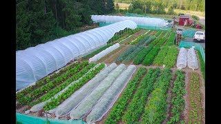 NoDig Market Garden ABUNDANCE in the drought [upl. by Arrek]