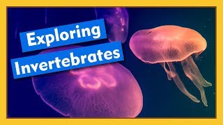 Exploring Invertebrates  Compilation [upl. by Blinni]