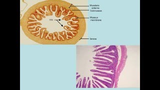 Absorption Process [upl. by Mistrot]