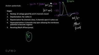 Action potential and synaptic transmission [upl. by Sheeb230]