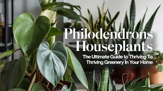 Philodendrons Houseplants The Ultimate Guide to Thriving Greenery in Your Home [upl. by Oidacra]