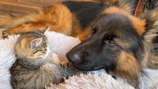 Kittens Refuse to Sleep Without Their Beloved German Shepherd [upl. by Xed832]