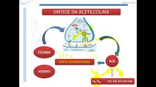 COLINÉRGICOS PARTE 2 [upl. by Kancler]