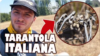 HO TROVATO LA VERA TARANTOLA ITALIANA  Lycosa tarantula [upl. by Aiekam15]