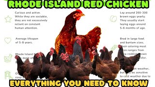 Rhode Island Red Chicken Breed Everything You Need To Know [upl. by Nwonknu]