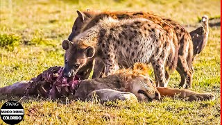 Las Hienas Enojadas Matan Brutalmente A La Familia De León Para Vengar A Los Cachorros Muertos [upl. by Sharos338]