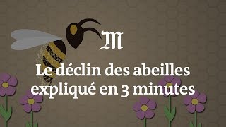 Le déclin des abeilles expliqué en 3 minutes [upl. by Aubine]