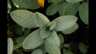 12 Proven Health Benefits of Sage [upl. by Ssenav]