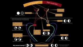 Neurology Exam Visual Fields [upl. by Beverlee818]