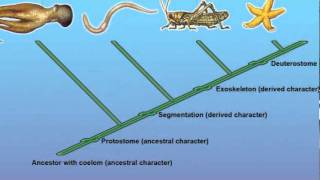 Constructing a Cladogram [upl. by Yaf904]