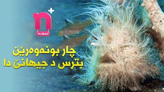 NUBAR Plus  چار بونەوەرێن بترس د جیهانێ دا [upl. by Nilkcaj]