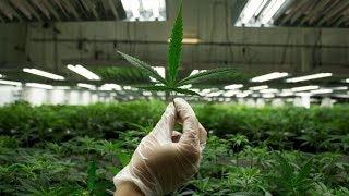 Doubts raised over marijuana’s medical benefits [upl. by Ahseiuqal]