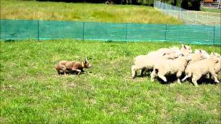 Australian merle kelpie herding sheep in melbourne [upl. by Dalt977]