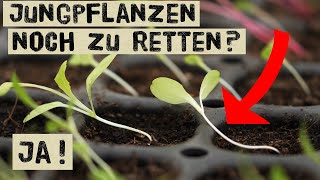 Rette deine Jungpflanzen  vergeilte Jungpflanzen mit langem hellen Stiel und zu wenig Licht helfen [upl. by Esinev900]