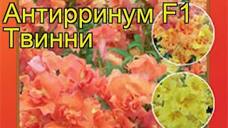 Львиный зев обыкновенная Твинни Краткий обзор описание характеристик antirrhinum [upl. by Cooperstein]