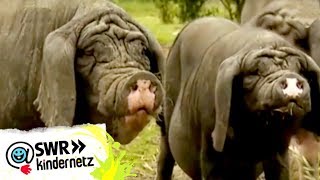 Schweine bei OLIs Wilde Welt  SWR Kindernetz [upl. by Marchelle]