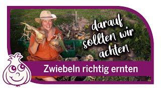 Zwiebeln ernten amp neues Gemüse pflanzen  Gartenarbeiten im August [upl. by Lletnuahs]