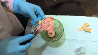 Taking an Awesome Alginate Impression [upl. by Davy]