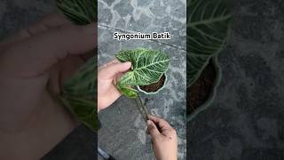 Syngonium Batik  Syngonium Varieties syngonium syngoniumbatik indoindoors plants [upl. by Traweek]