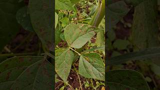 Mancha angular del frijolAngular bean leaf spot Pseudocercospora griseola agro nature plants [upl. by Legnalos993]