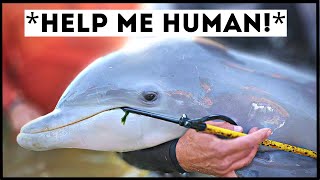 Dolphins That Asked People for Help amp Kindness [upl. by Mallis256]