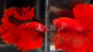 most beautiful betta fishs in the world  rosetail betta vs halfmoon [upl. by Nancie]