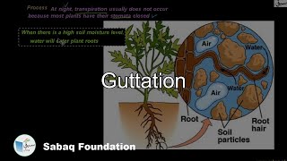 Guttation Biology Lecture  Sabaqpk [upl. by Guild296]