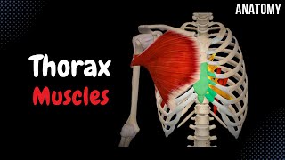 Muscles of the Thorax Origin Insertion Function [upl. by Ennaitsirhc]