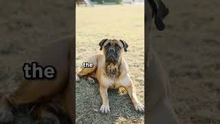 The Bullmastiff is a gentle giant bullmastiff dogs [upl. by Ailefo499]