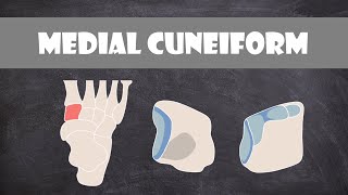 Medial Cuneiform Bone  Anatomy [upl. by Ethan]