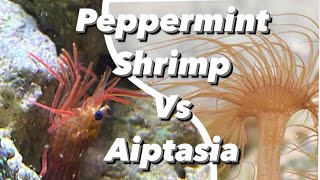 How To Kill amp Remove Aiptasia Peppermint Shrimp Care Guide  Aiptasia Eating Shrimp Nano Reef Invert [upl. by Jerrome786]