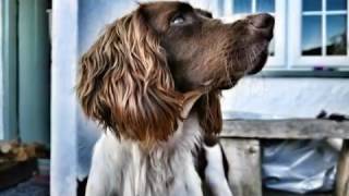 Springer Spaniel  8 weeks old to 2 years growing up [upl. by Garibald60]